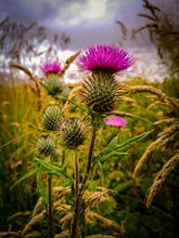 Afbeelding in Gallery-weergave laden, Katrina Hooded Discovery  dames jas in katoen.